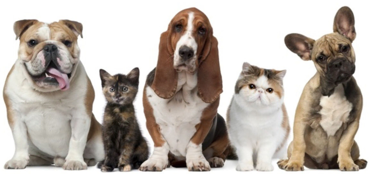 Professional Cat Sitter/Pet Sitter/Dog Walker E4, Highams Park, Chingford etc