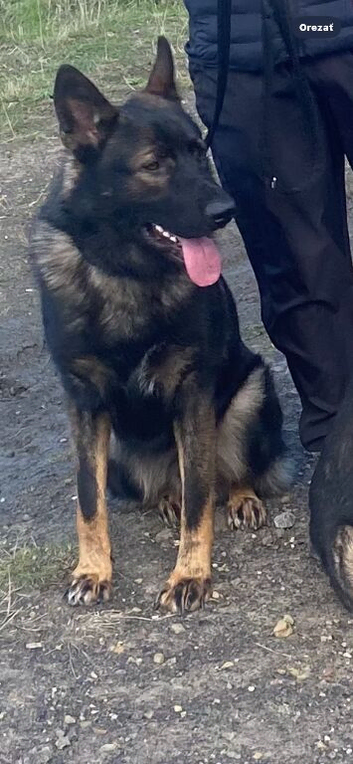 DDR German Shepherd