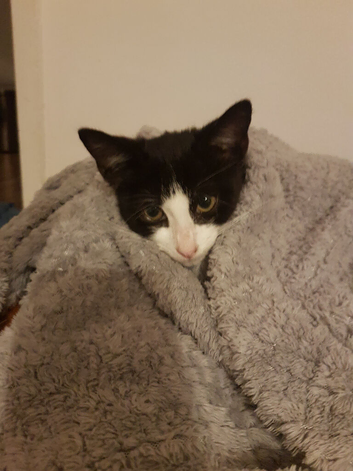 Playful and Cuddly 4-Month-Old Female Kitten Seeking a Loving Family.