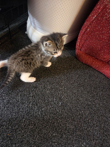 2 kittens looking for there forever home