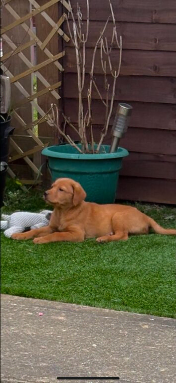 Lovely Labrador