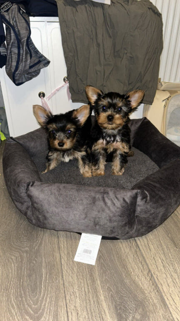 Yorkshire terrier puppy's