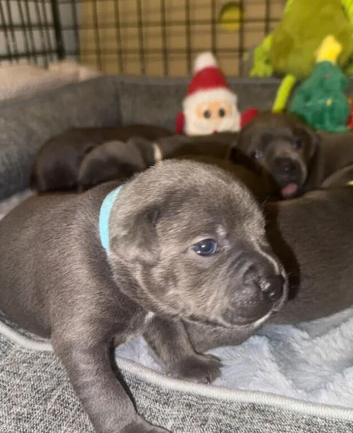 Home Raised Blue Staffordshire Bull Terrier Pups