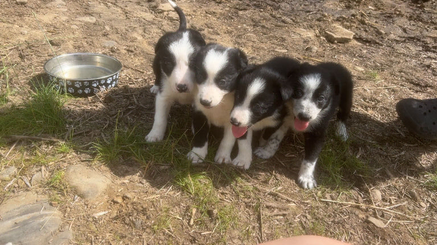 4 border collie puppies