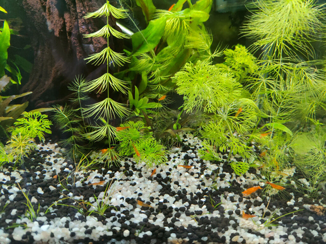 Orange cherry shrimp x10