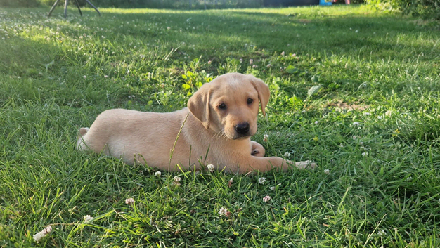 Labrador working type