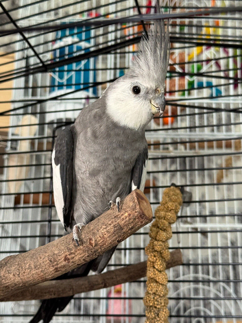 Grey Cockatiel Male