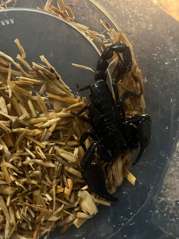 Baby scorpions