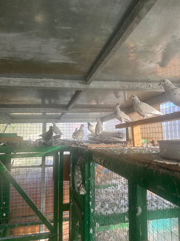 Pigeon