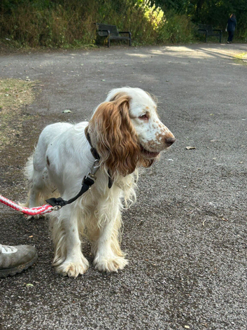 Show cocker spaniel 12 months old
