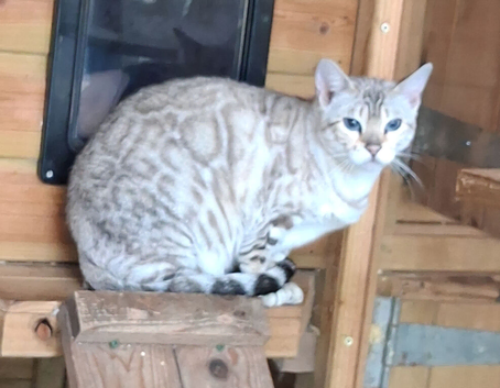 Retired Bengal female for rehoming