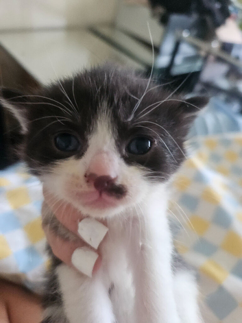 Kittens for sale