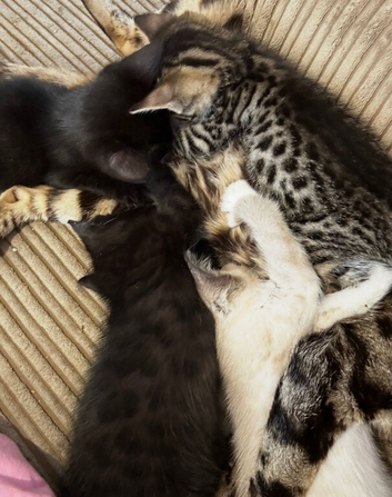 Bengal X ragdolls