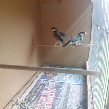Java sparrows