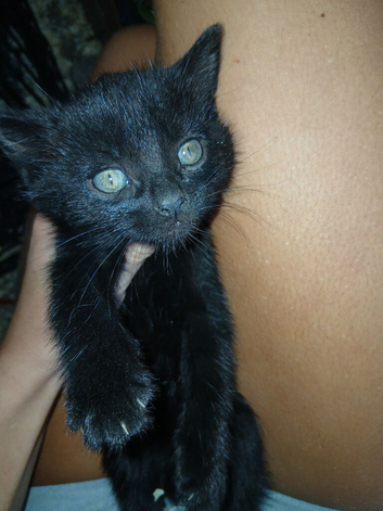 Kittens