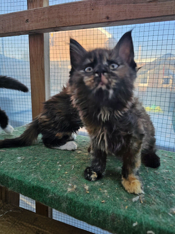 Mainecoon &times;Siberian