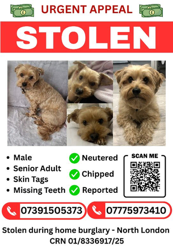 STOLEN DOG