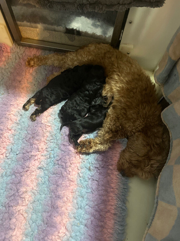 Yorkiepoo for sale