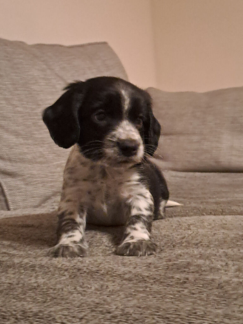 beautiful, chunky playful sprocker F1