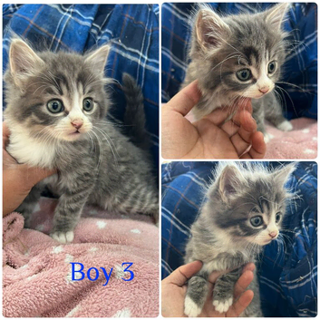 5 gorgeous kittens