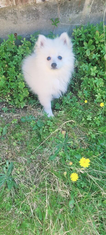 Pomeranian female puppy for sale