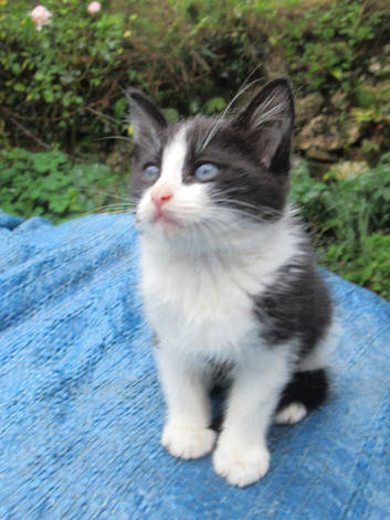 PRETTY FARM REARED KITTEN