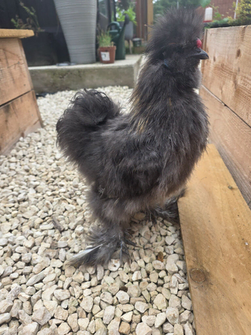 Silkie cockerel free to a good home