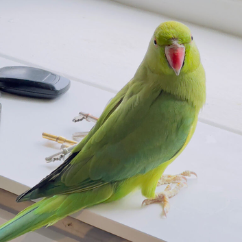 Stunning young Indian ringnick parrot