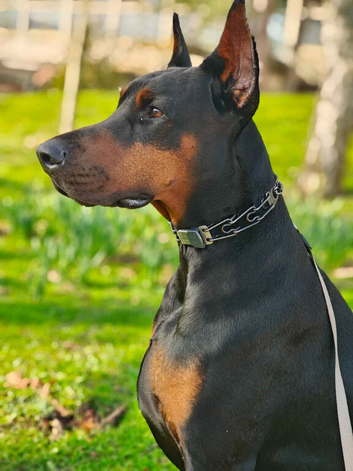 ELITE EUROPEAN DOBERMAN FOR STUD &ndash; DIRECT CHAMPION BLOODLINES