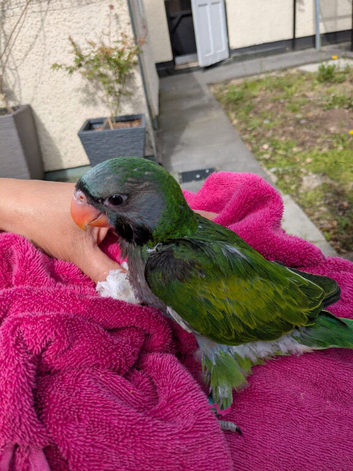 Lord Derby's Parakeet Baby for Sale