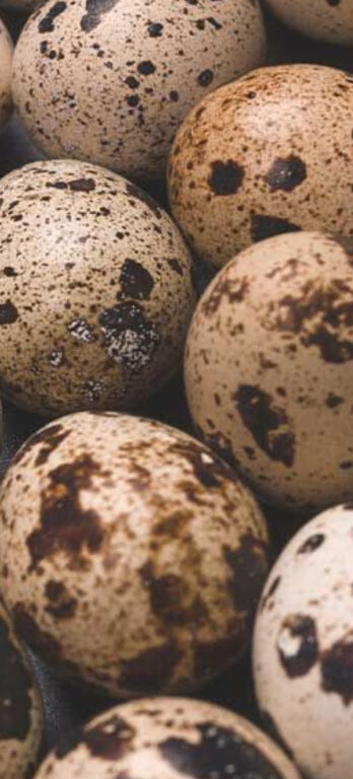Quails eggs for eating