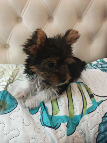 biewer terrier puppies ( small)