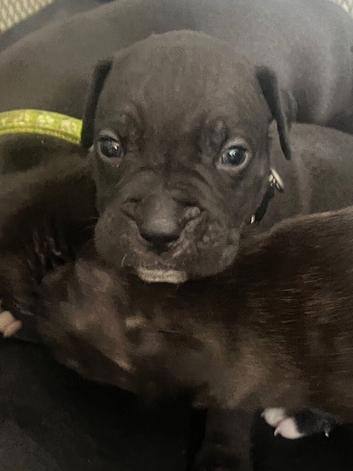 Cane corso/ bully pups
