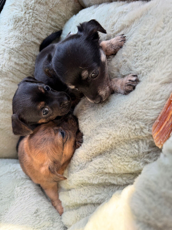 Chihuahua x Jackrussel