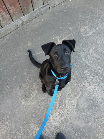 8 month old dog for sale