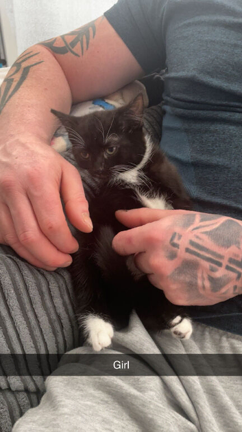 9 week old kittens for sale!