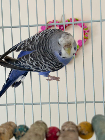 7 Aviary Budgies 2025