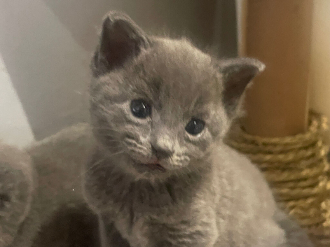 Four gorgeous babies looking for their forever loving homes