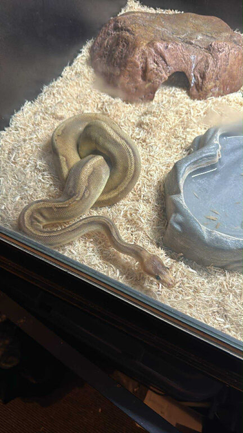 Female python