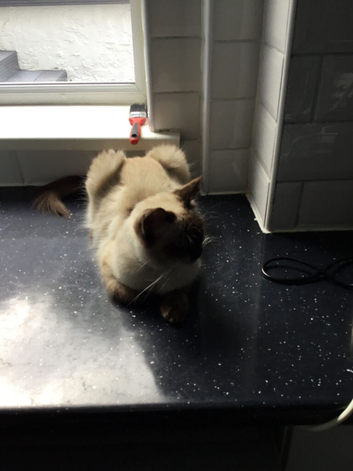 Ragdoll kittens