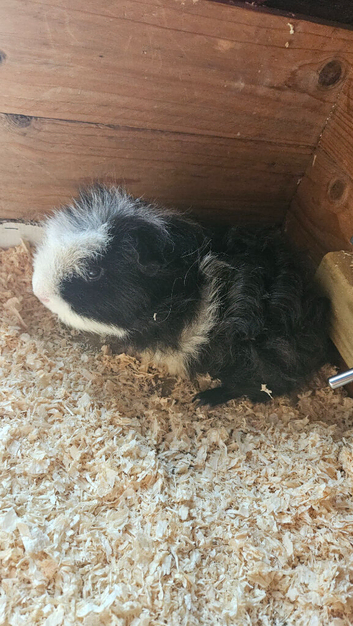 Black and white guinea-pig