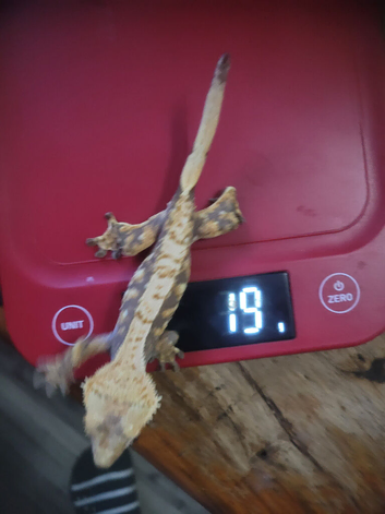 crested geckos reduced