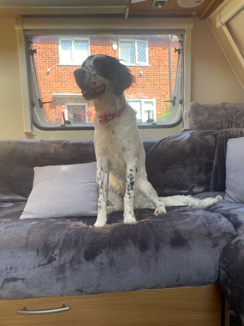 Lola 9 month old female
