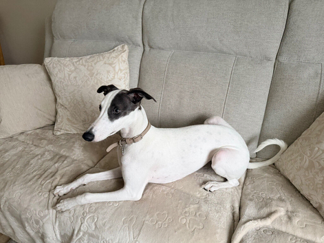 Beautiful puppy Female Whippet &ndash; KC Registered &ndash; Very Affectionate