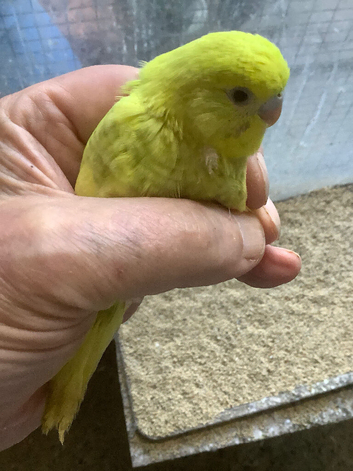 Young birds