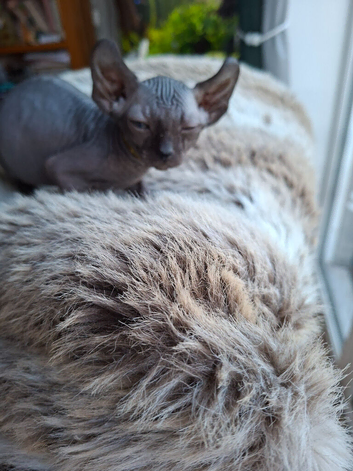 Stunning Sphynks kittens, Ready Saturday