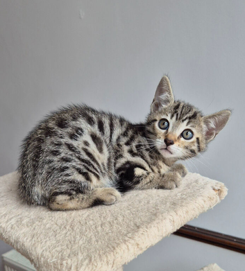 Half bengal kittens