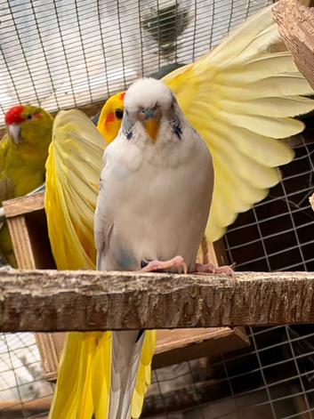 Cute Budgies