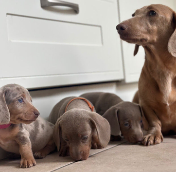 Dachshund