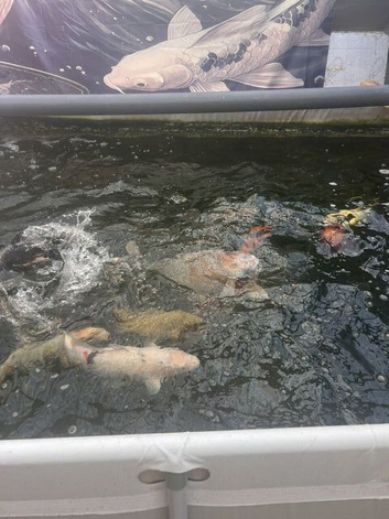 koi Rehoming